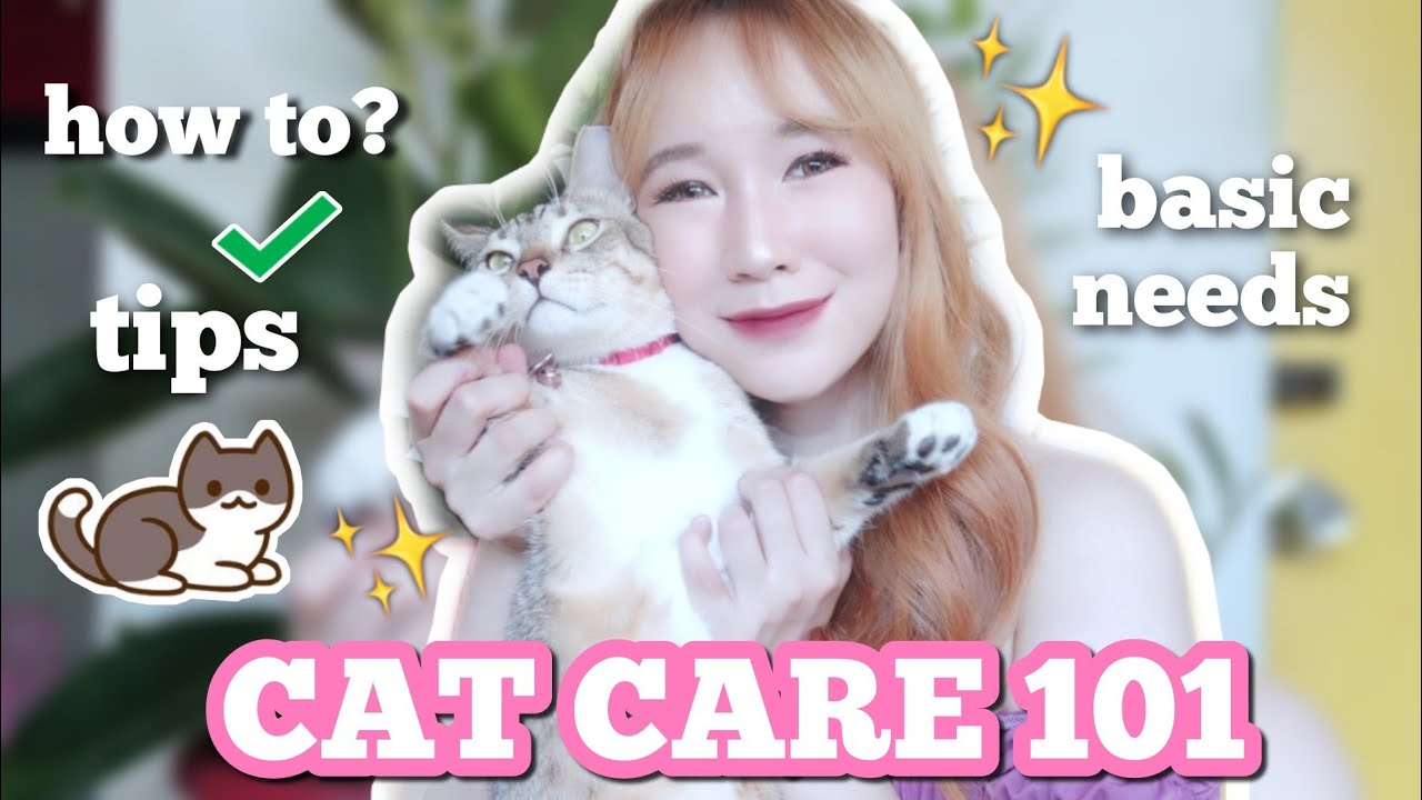 CAT CARE 101: HOW TO TAKE CARE OF CATS (SUPPLIES, NEEDS, GROOMING, TIPS)