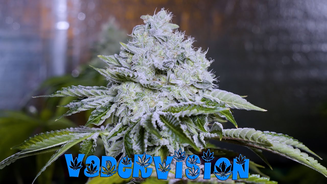 Flowering out Dreadnought OG, Jawa Pie and Jawa Juice!