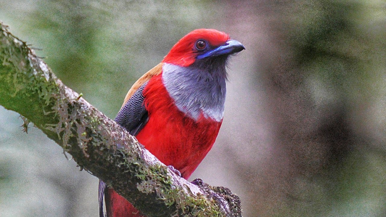 Whitehead's trogon (Harpactes whiteheadi) 4k video