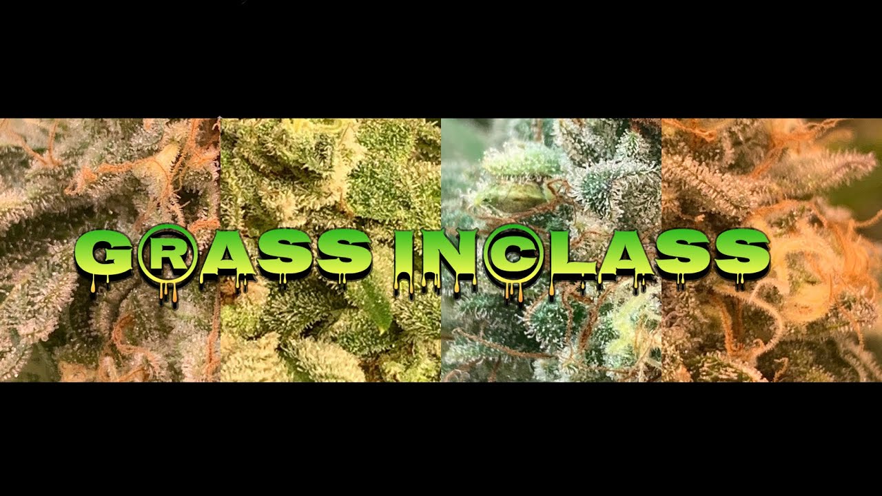 reVegging cannabis Papaya Punch