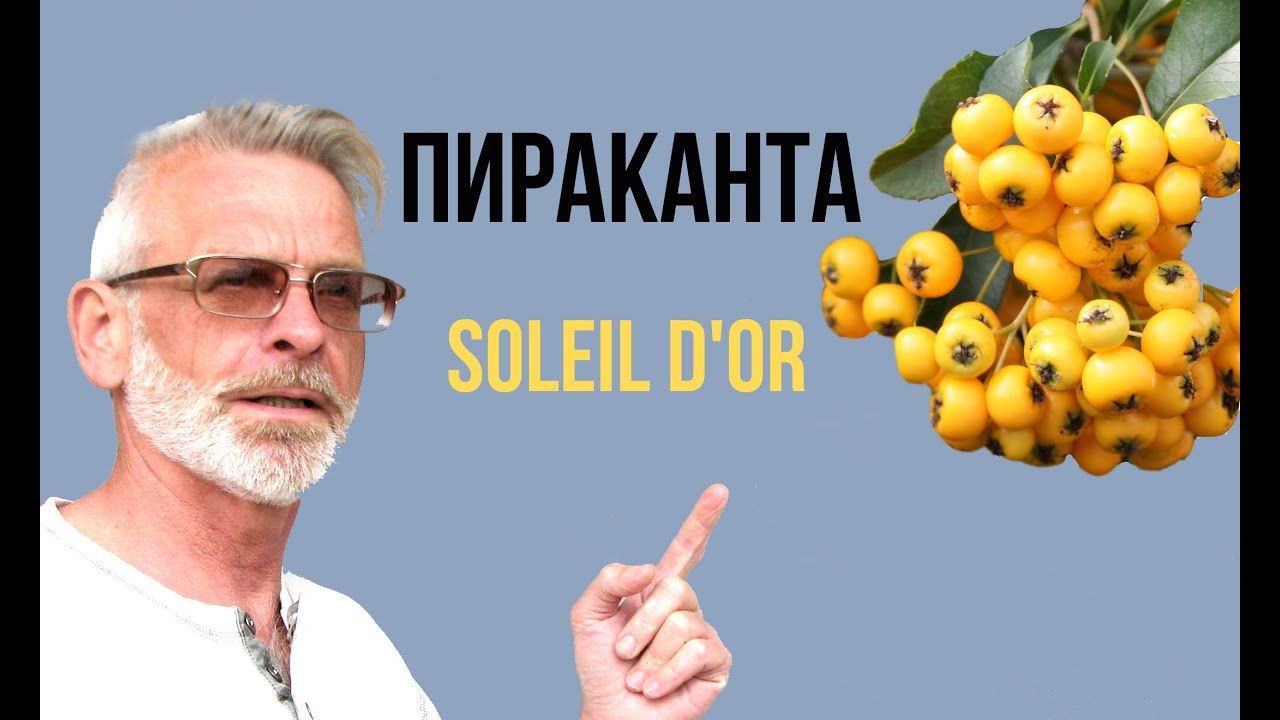 ПИРАКАНТА ярко - красная Soleil d'Or /  Посадка и уход / Игорь Билевич