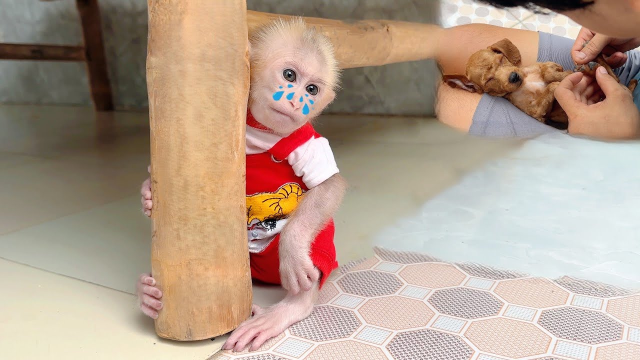Baby monkey Lulu is sad because she misunderstood that Dad loves the puppy more than her