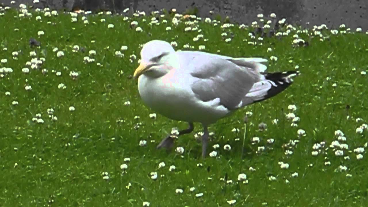 seagull seeking worms