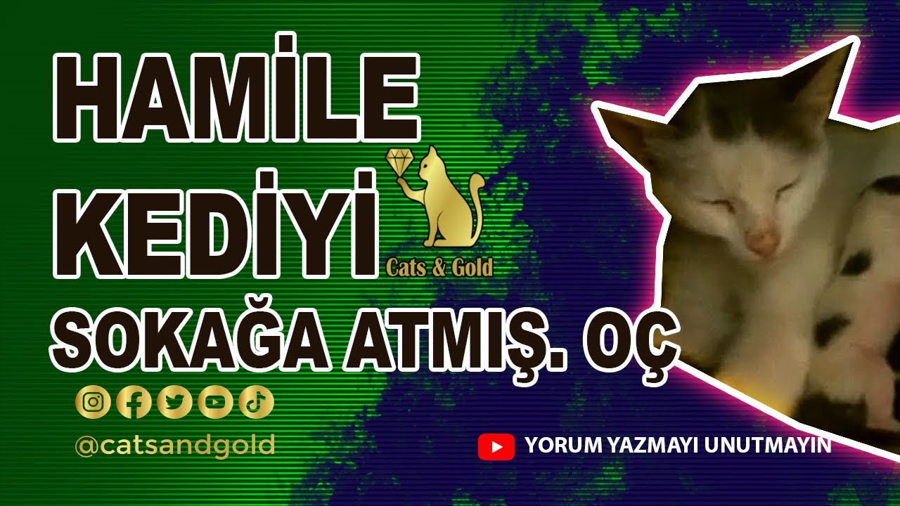 Doğurmak Üzereyken Sokağa Atılan Kediyi Sahiplenme Hikayem @CatsandGold
