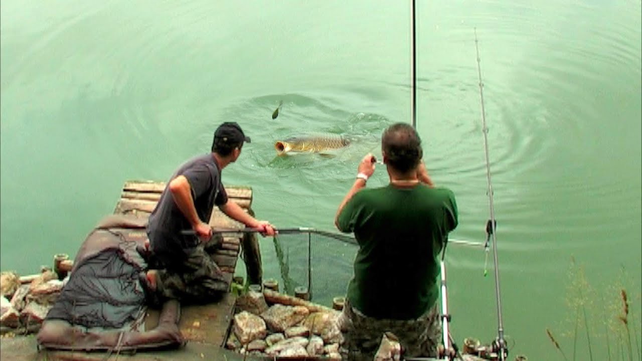 Pecanje šarana na Kočevskom jezeru u Sloveniji | Fishing carp in Slovenia