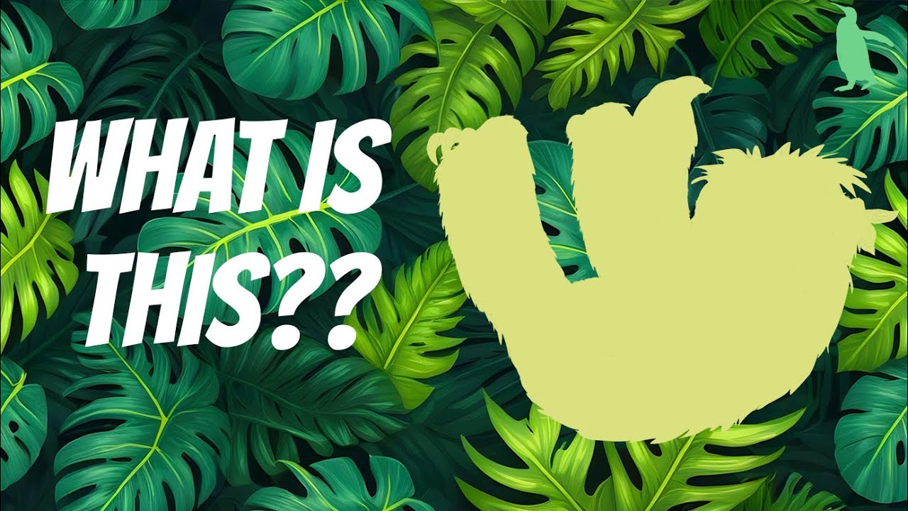 Can You Guess the Animal from Its Shadow?