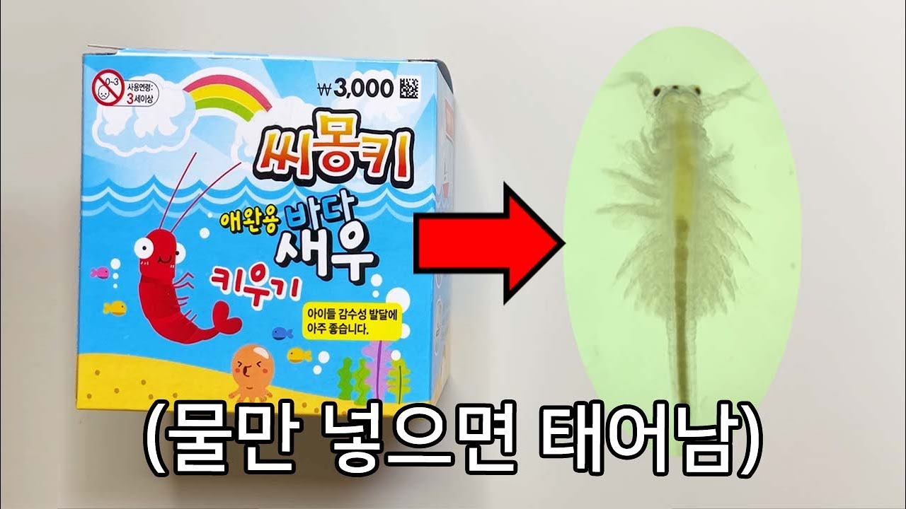 씨몽키는 도대체 무슨 생물일까?? (새우 아님)