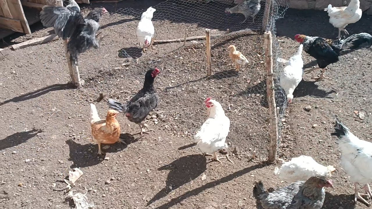 Kümese Sonradan Getirilen Tavuklar Nasıl Alıştırılır? Civcivimiz Alışma Sürecinde.