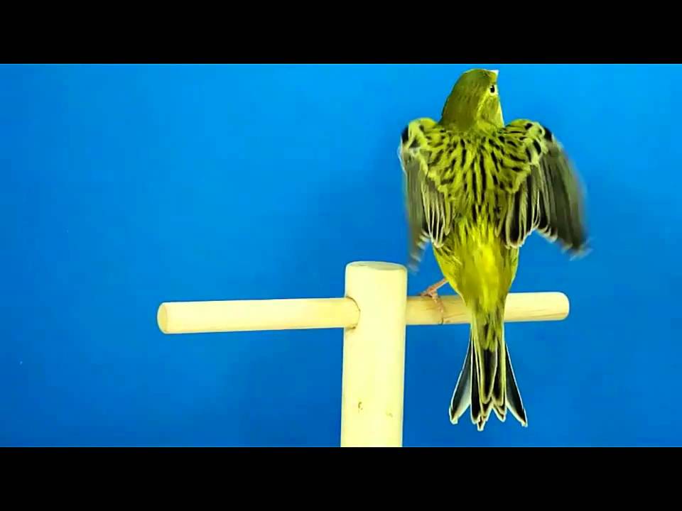 AGATA GIALLO INTENSO/opale