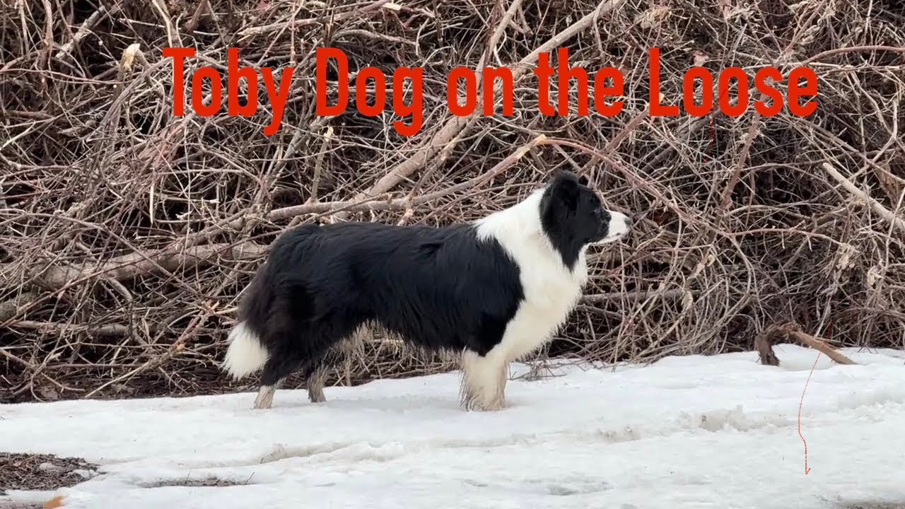 A Day Out with Toby Dog: Fun near the Horse Barns 🐴🐾 | Nature Walk & Adventure!