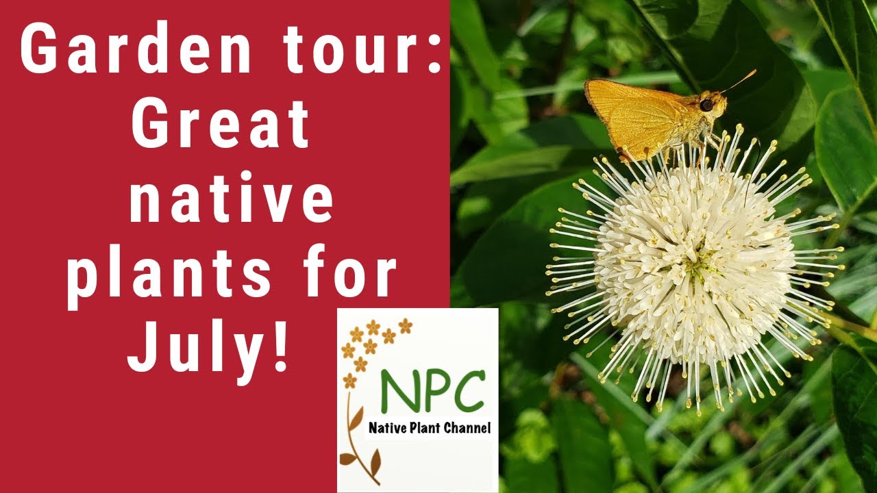 July Garden Tour-Northeast natives that rock your garden!