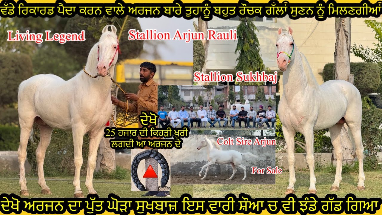 Living Legend Stallion Arjun Rauli / Stallion Sukhbaj ਦੇਖੋ 25 ਹਜਾਰ ਦੀ ਕਿਹੜੀ ਖੁਰੀ ਲਗਦੀ ਆ ਅਰਜਨ ਦੇ