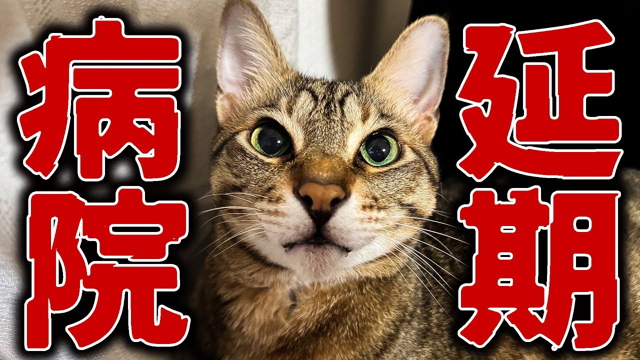 【中止】猫を病院へ連れて行こうとしたらまさかの理由で延期になってしまいました…。