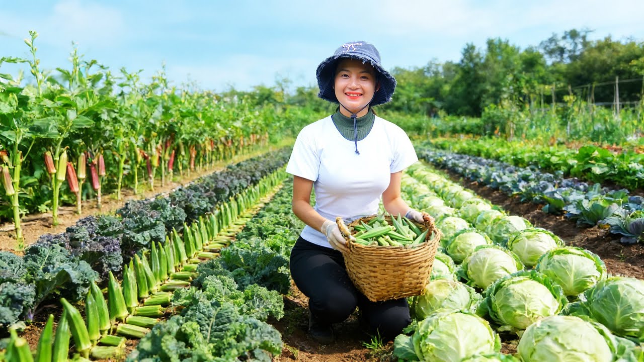 Harvest: Okra, Kale, Cabbage – Sell At The Market – Cook, Garden