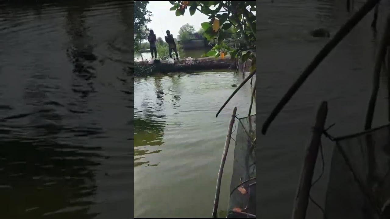 spot viral penghuni ikan kakap putih @baramundi@cukil@kakap putih