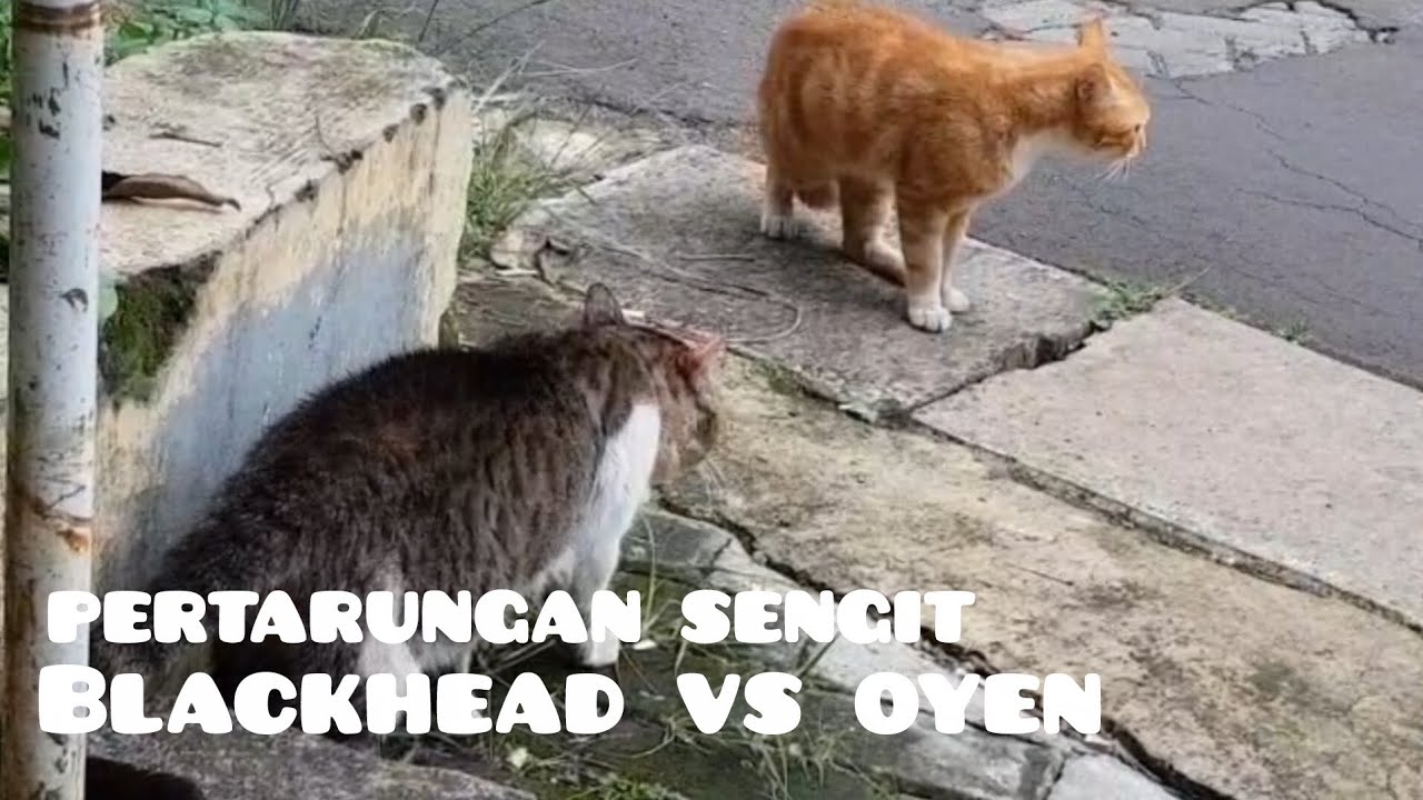 Kucing Kampung VS Kucing Perumahan