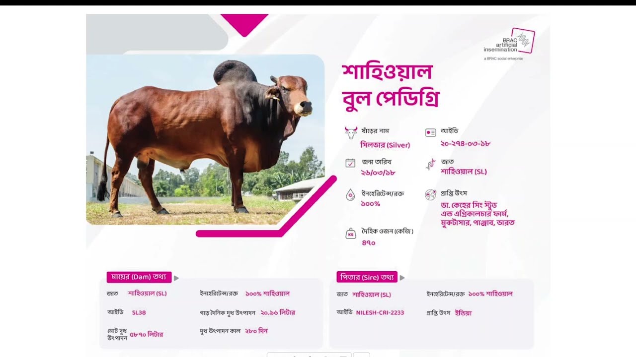 Brac 100% SL Bull ব্রাক ১০০% শাহীওয়াল ষড়ের প্রে- ডিগ্রি।