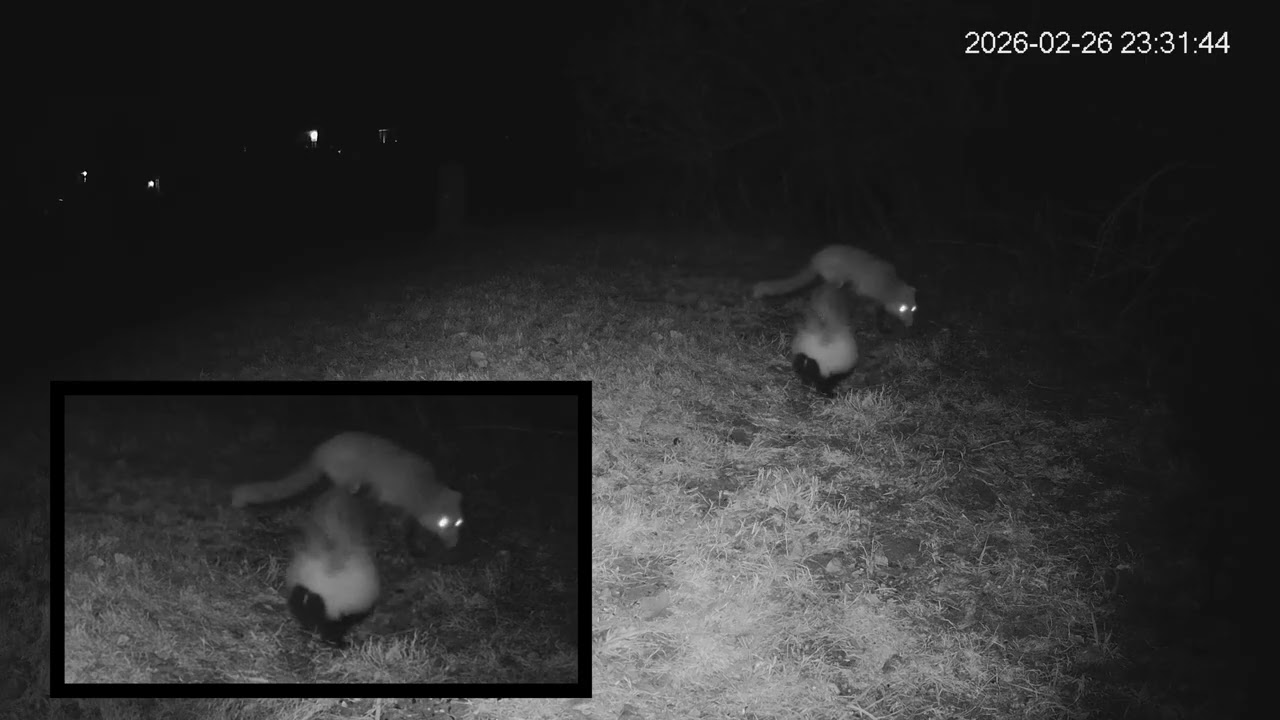 Drama Over a Pork Bone: Raccoon, Skunk, Fox and Opossum: Maximum Edit 