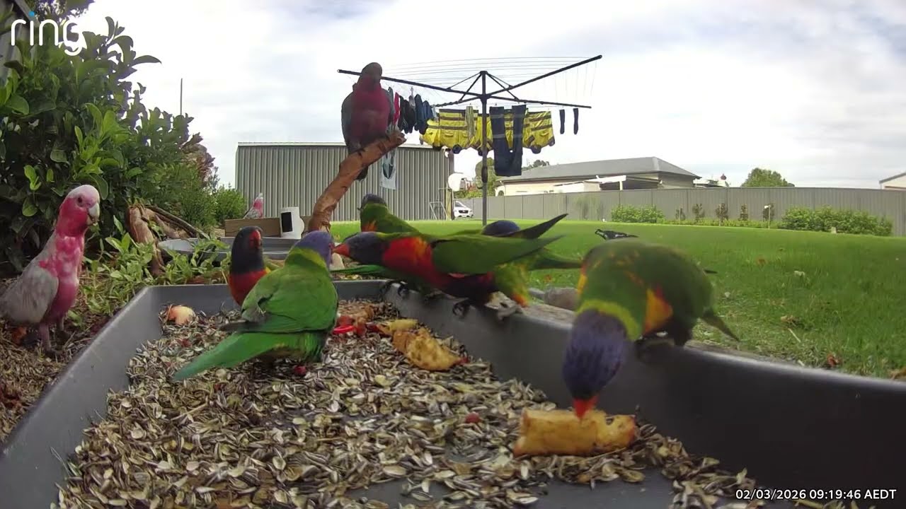 Australian Bird Feeder cam | 2/3/26  | yellow tail black cockatoos |  | galahs | lorikeets | cat tv