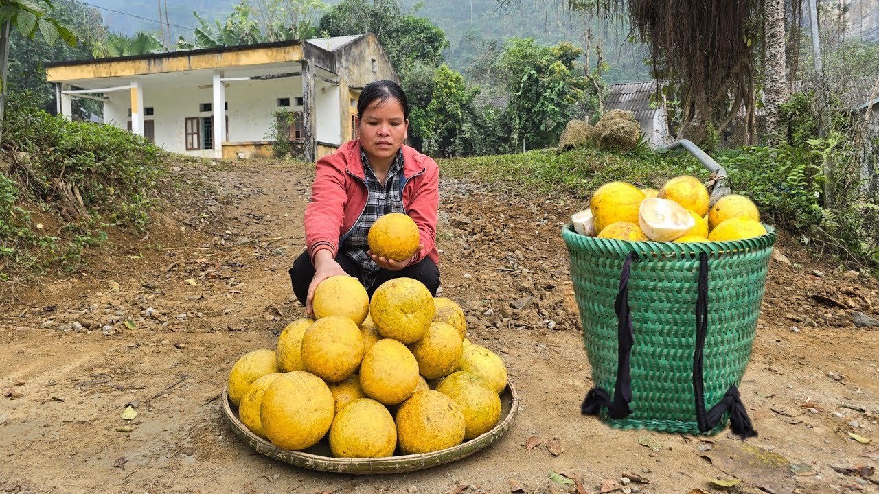 Harvest grapefruit bring it to the market to sell and Make  potting trellis gourd / Triệu Ghển