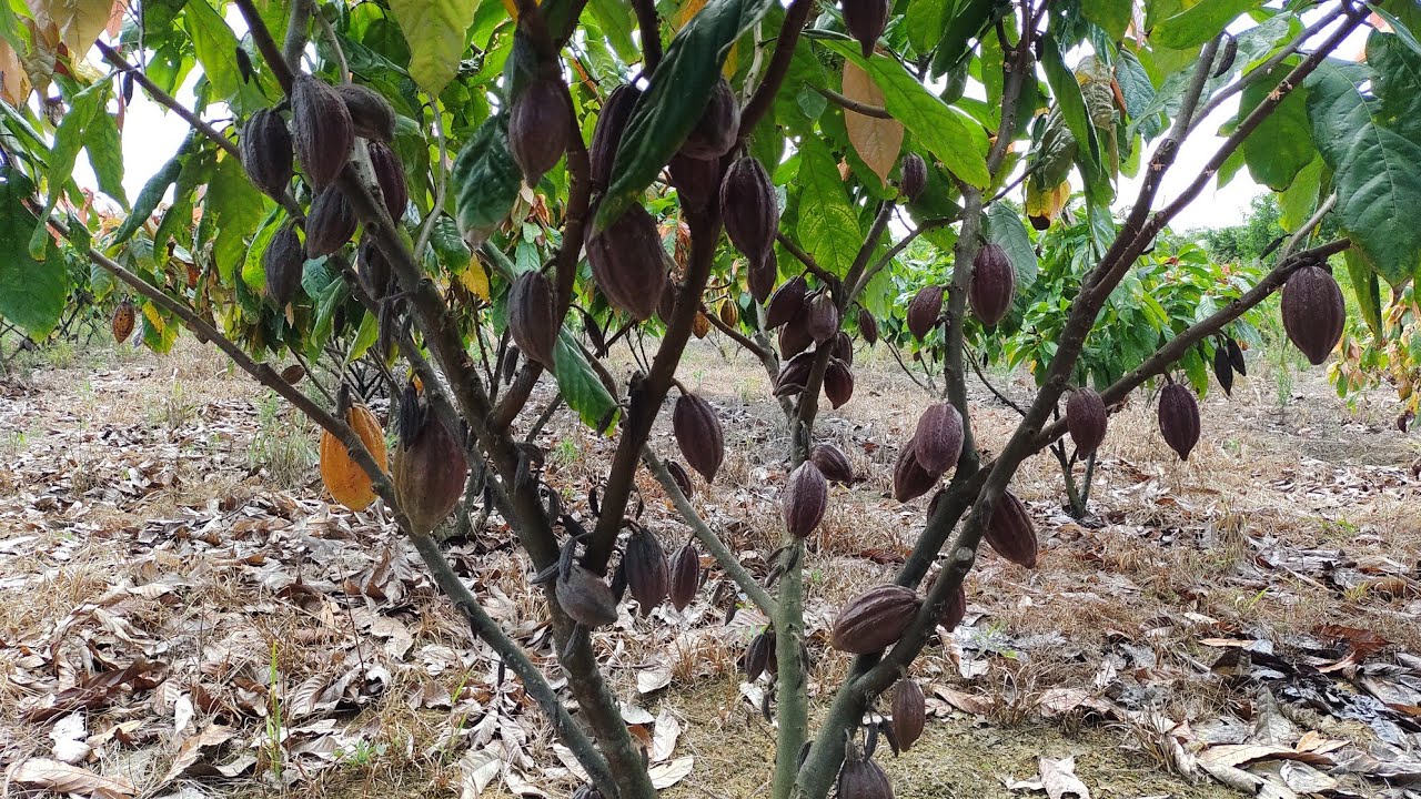 QUAL MELHOR ESPAÇAMENTO PARA O PLANTIO DO CACAU!!