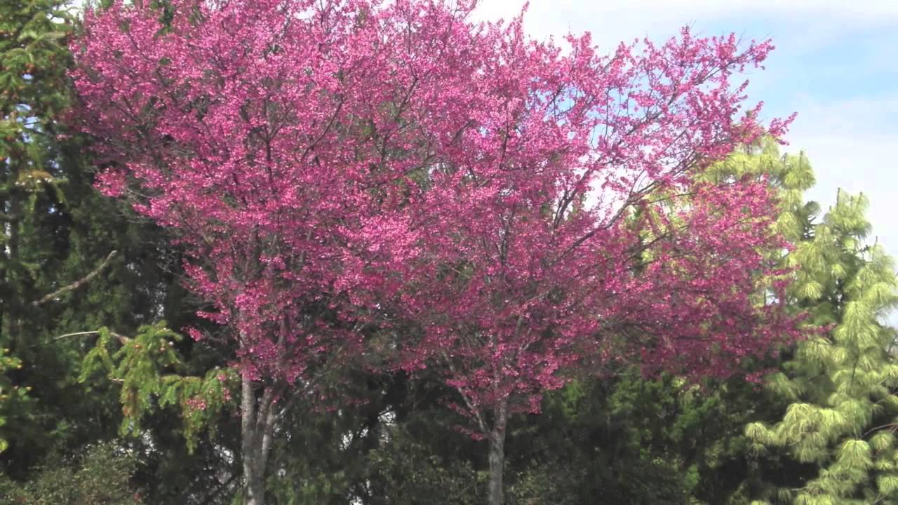 Okame Cherry