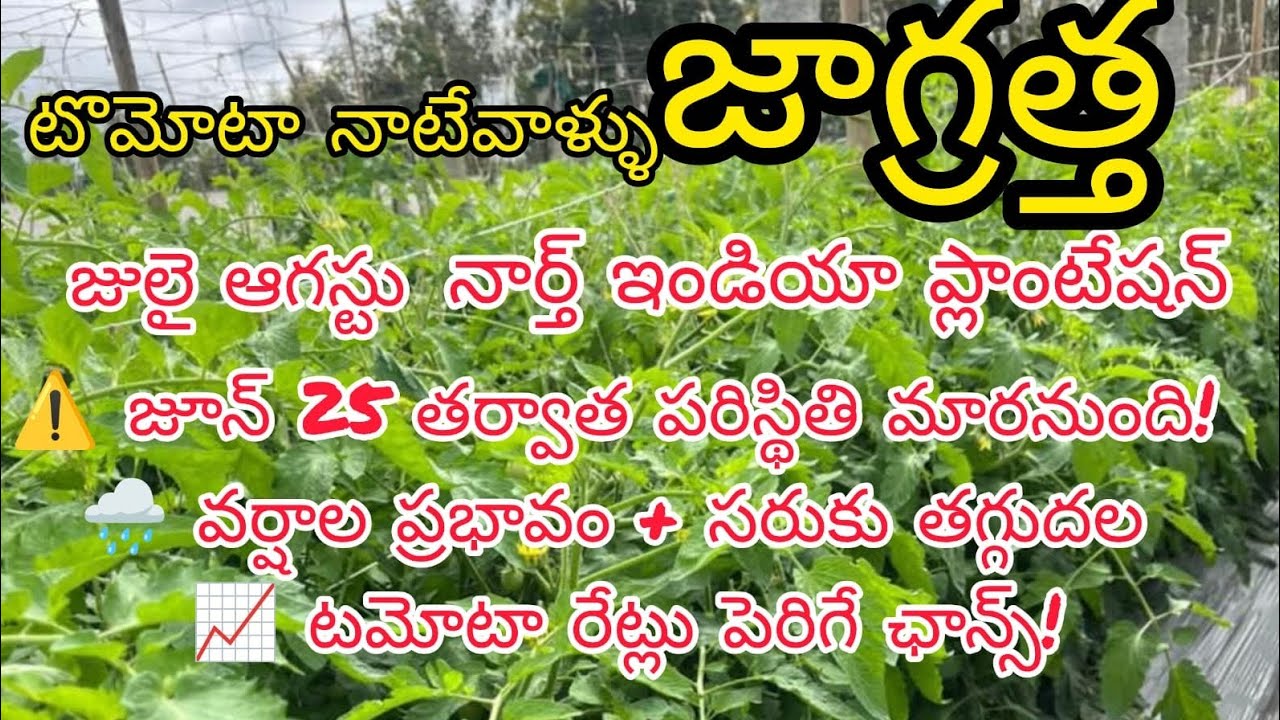 🚨 July 🍅 August prices 🍅 North Indian tomato plantation information 🍅 heavy rain effect