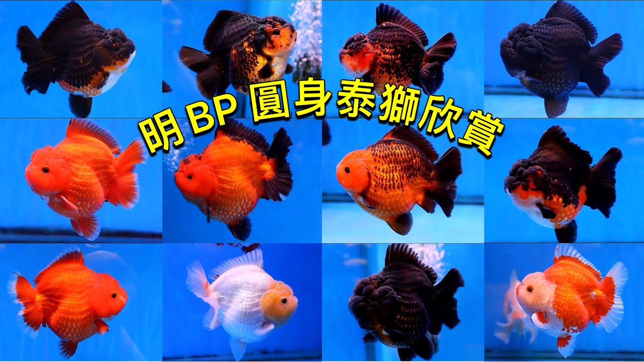明BP 圓身泰獅欣賞Meng BP round body Thai oranda goldfish appreciation