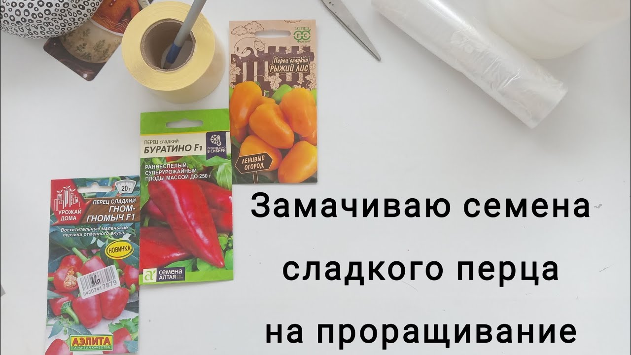 Замачиваю семена сладкого перца на проращивание 🫑