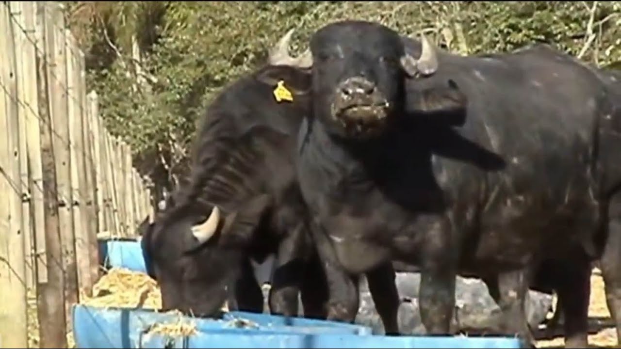 Búfalos são boa opção para o criador brasileiro