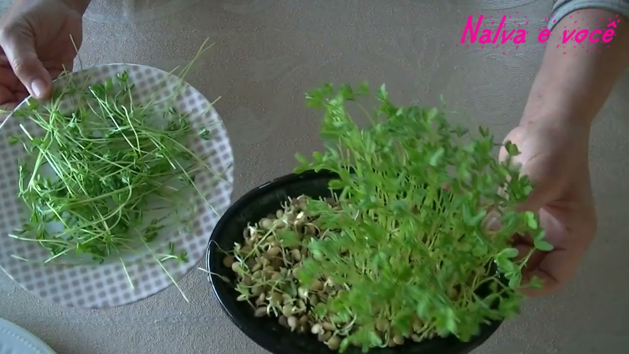 Microverdes Brotos de lentilhas colheita na mesa
