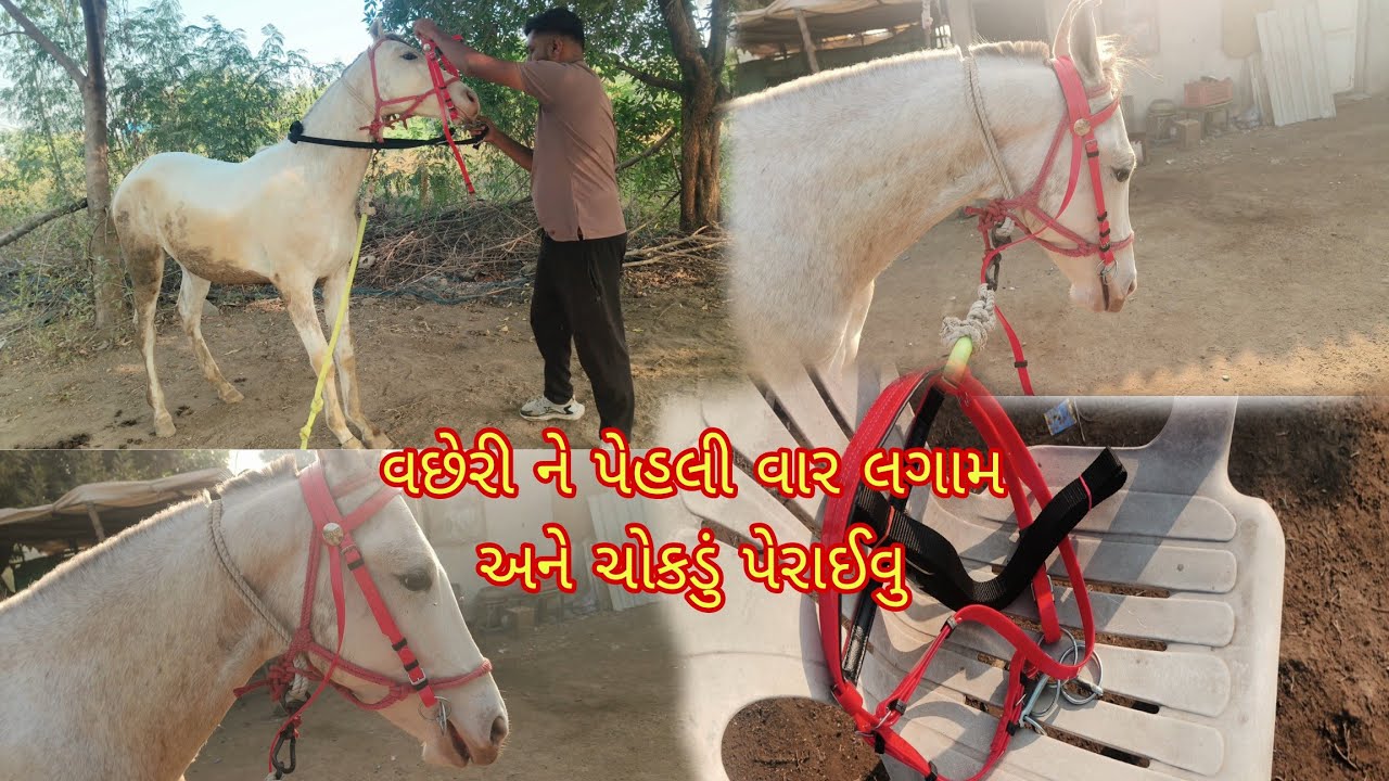 વછેરી ને પેહલી વાર લગામ અને ચોકડું પેરાઈવુ 