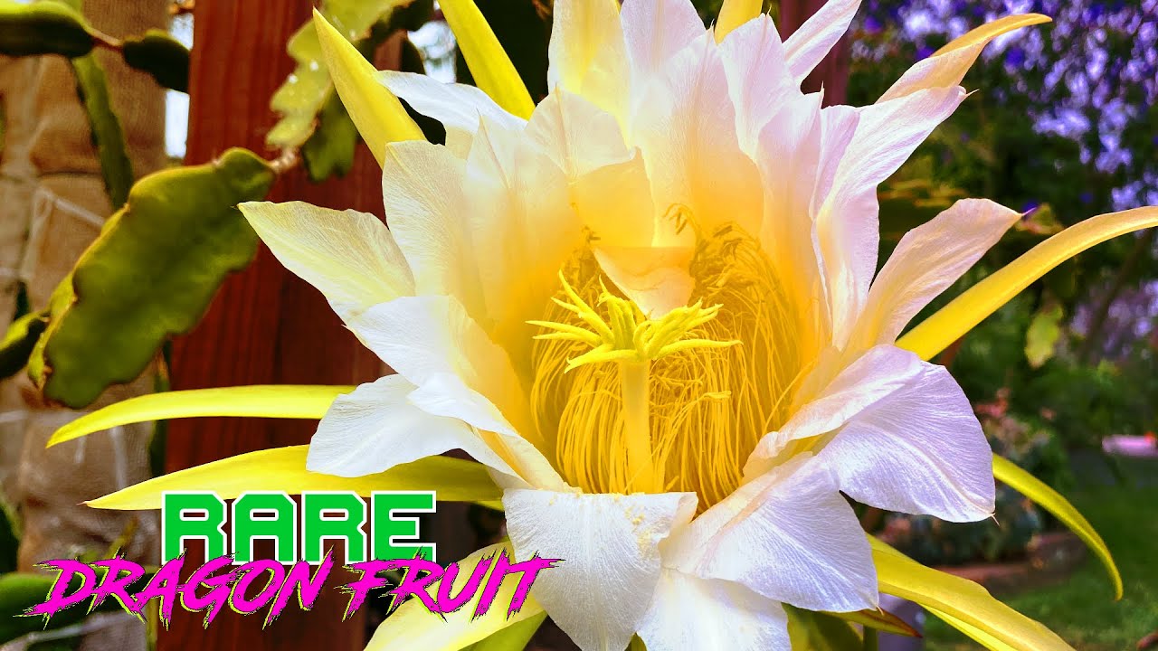 La Verne Pink Dragon Fruit (Mislabeled from Nursery)
