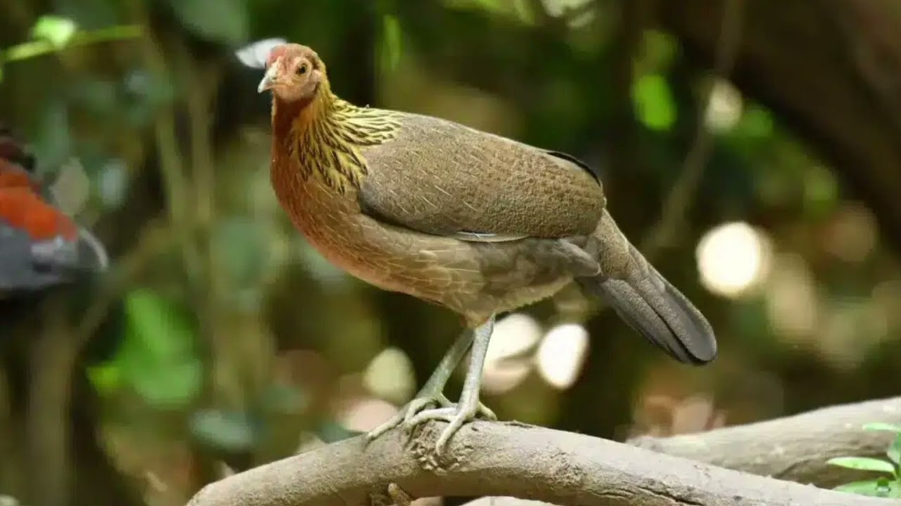 Suab poj qaib qus seev tsauj dib tauj zoo..