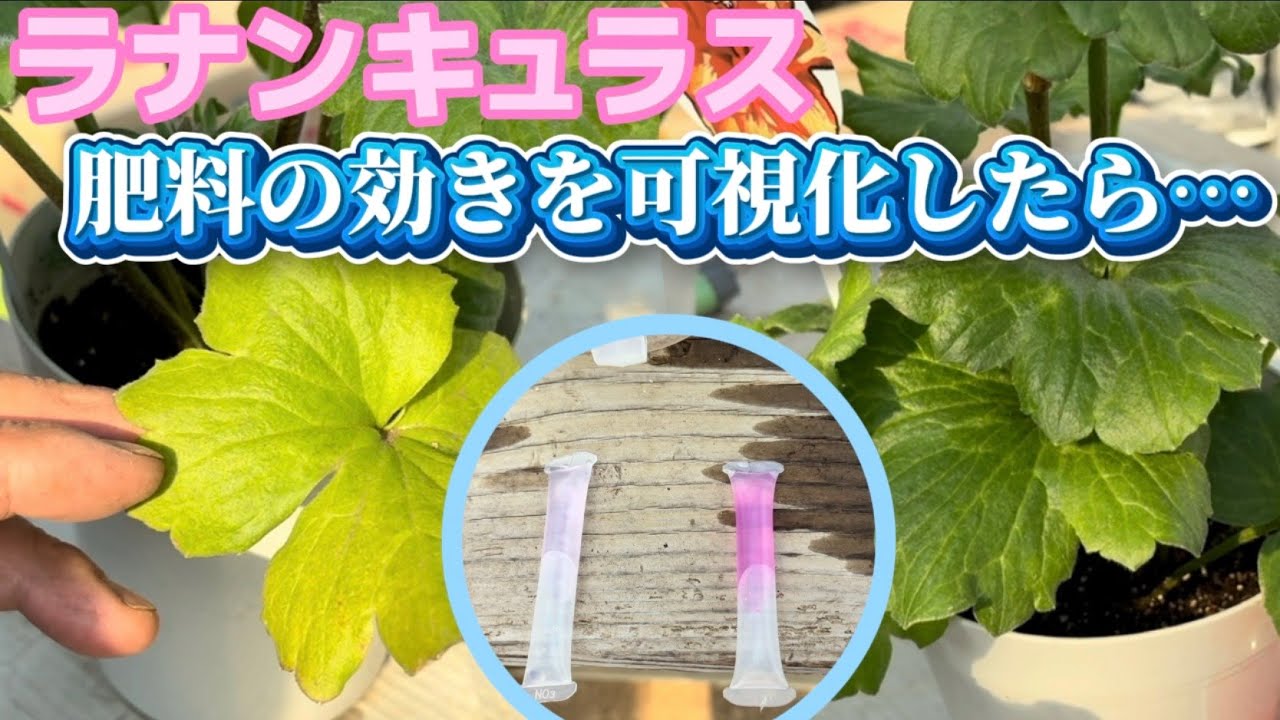 肥料の効きを可視化したら…！【ラナンキュラスラックス】【ランドセルシリーズ】【園芸のぶチャンネル】