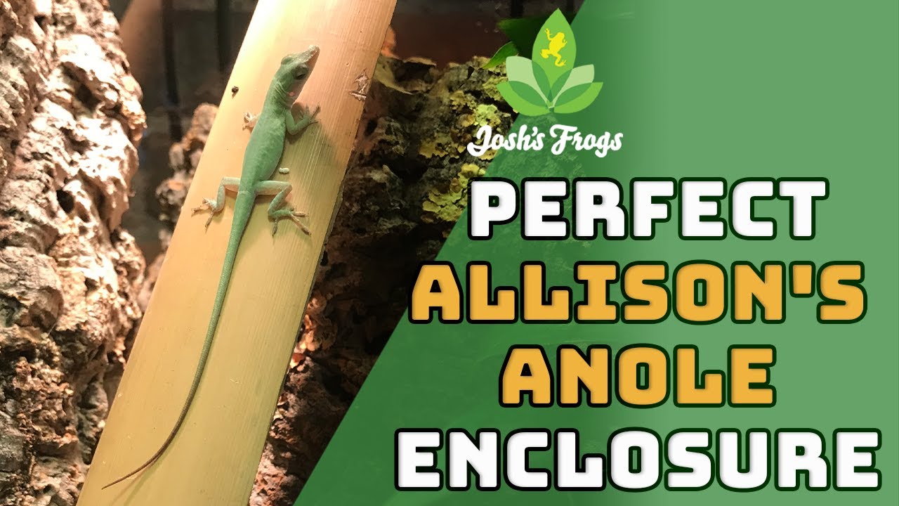 Species Spotlight: All About Anoles