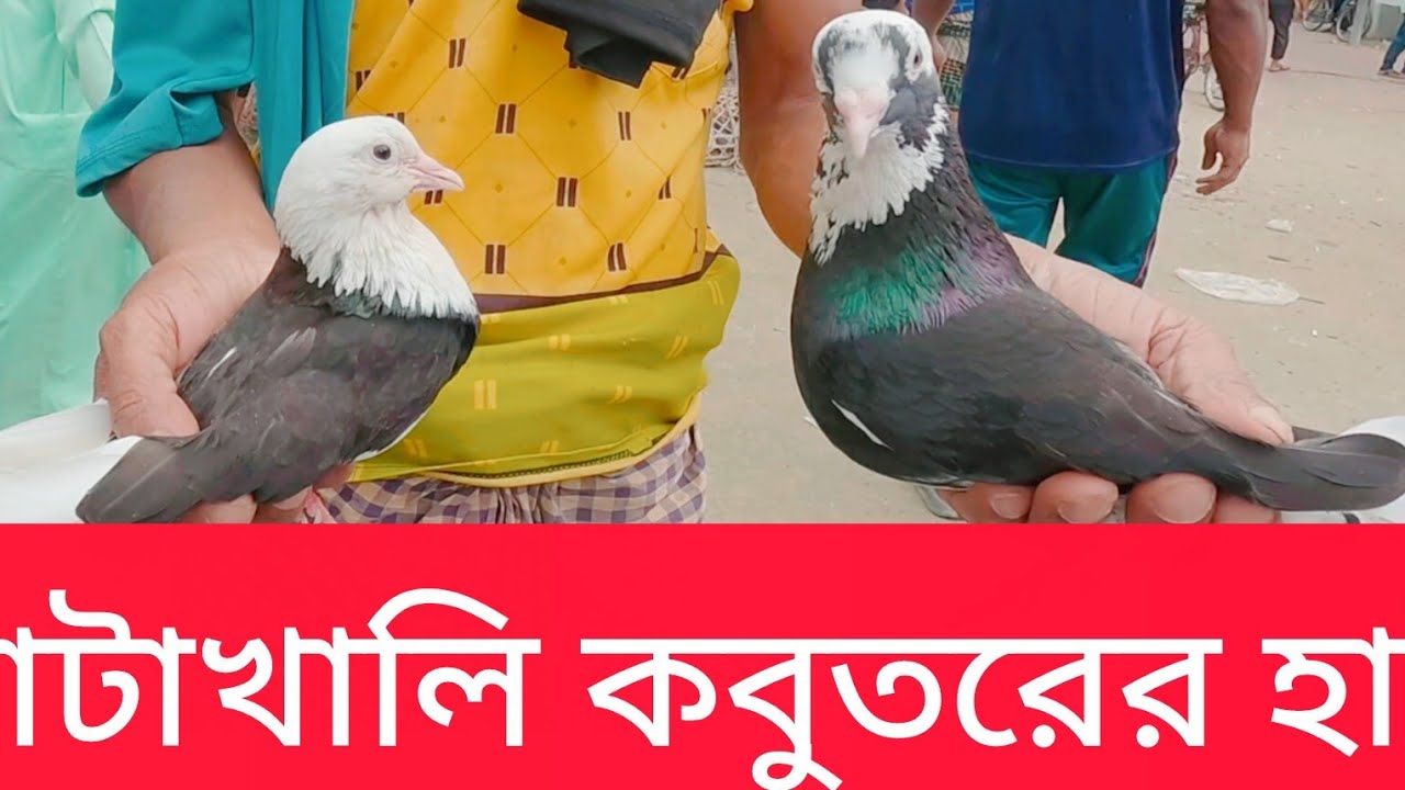 August 1, 2025 | কবুতরের আপডেট দাম, কাটাখালি হাট, রাজশাহী | Katakhali Hat, Rajshahi | Pigeon Market 