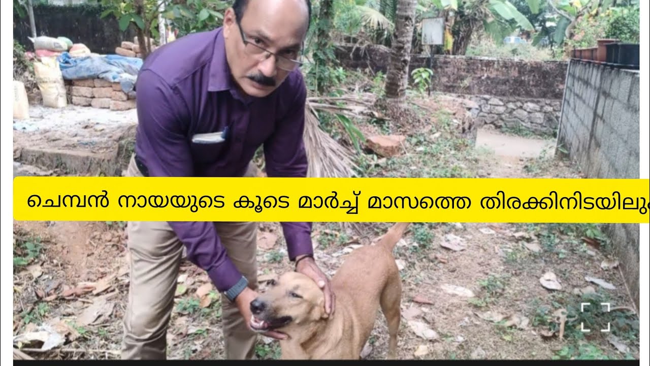 @RAJEENDRANATH ചെമ്പൻനായയുടെ സ്നേഹ പ്രകടനങ്ങൾ♥️