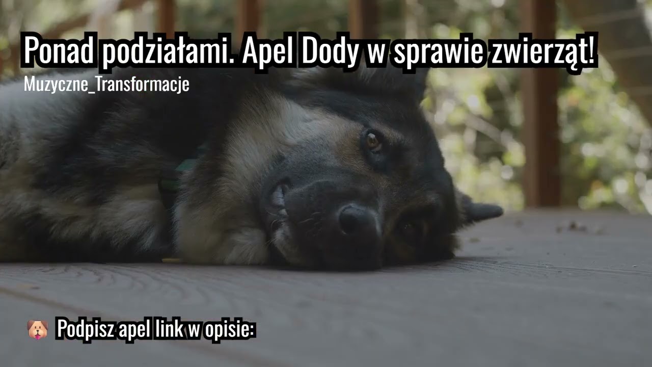Muzyczne Transformacje - „Zwierzęta nie mają barw” Apel do władz Doda