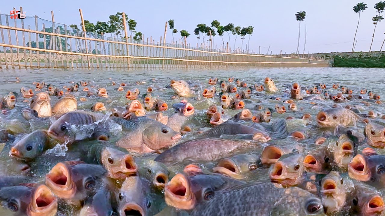 PEMBUAHAN DAN PENETASAN TELUR IKAN NILA || TILAPIA EGG FERTILISATION & HATCHING