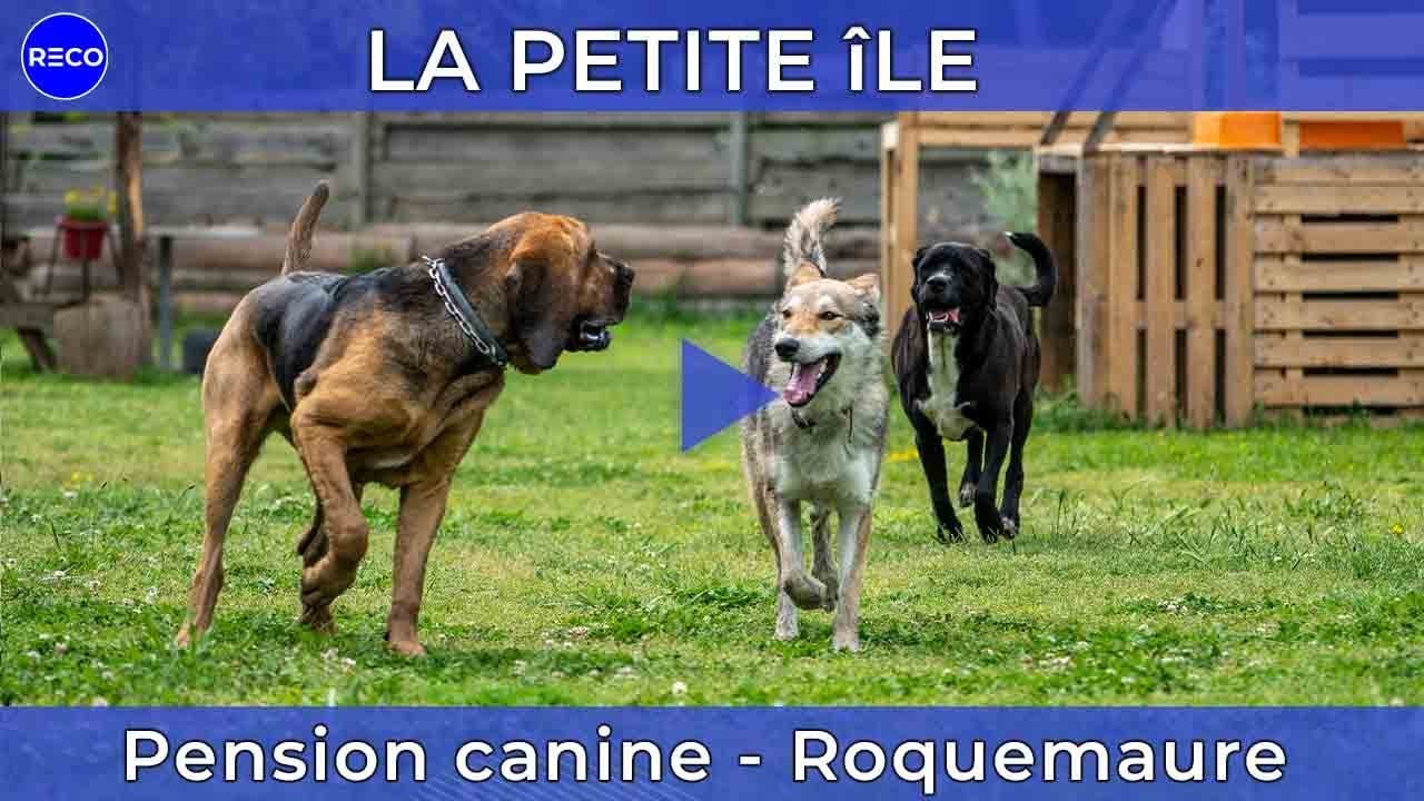 La Petite Ile : Elevage de chiens loups et Pension canine à Roquemaure dans le Gard [Reco.video]