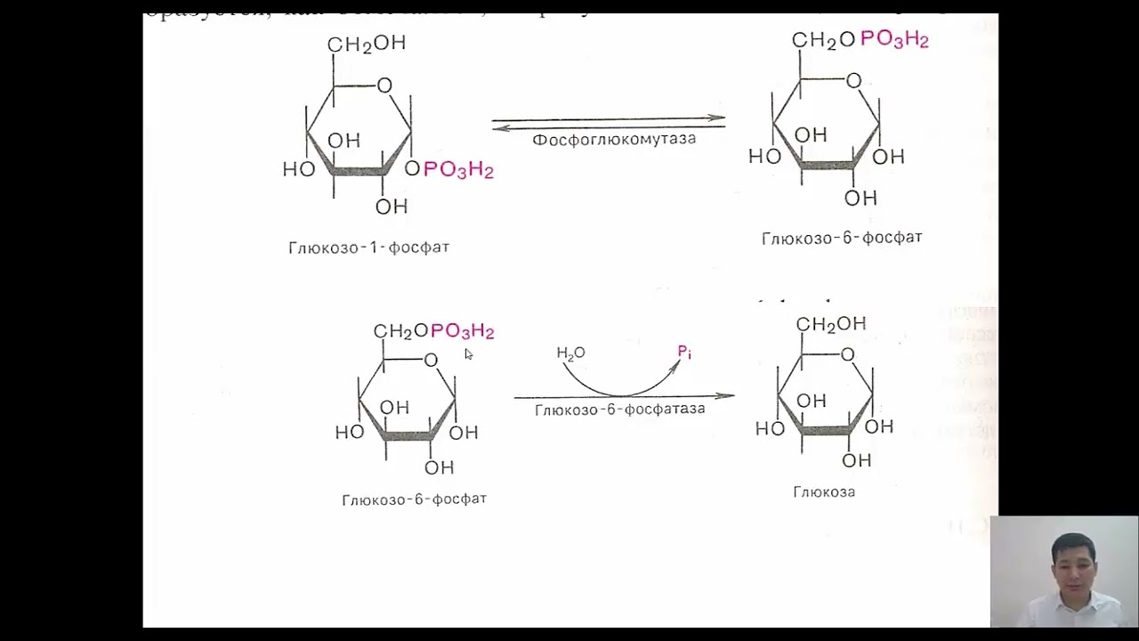 Uglevodlarning almashinuvi