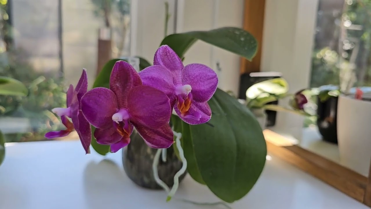 Mid-Spring update; Vandas in glass vase culture