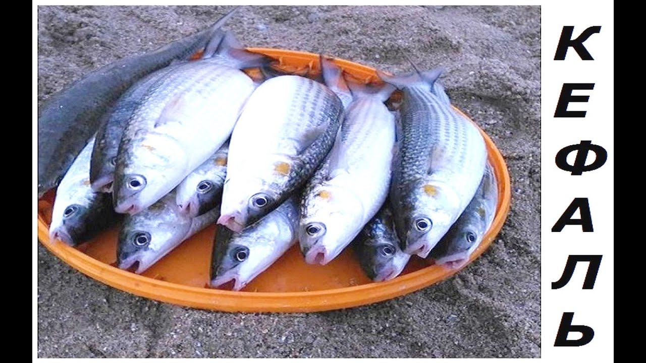 Рыбалка  Азовское море лето 2019. Кефаль ловля фидером.