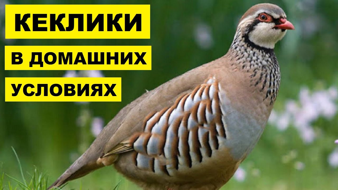 Кеклики разведение и содержание в домашних условиях | Дичеразведение