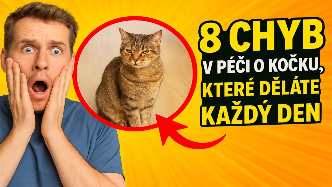 8 chyb v péči o kočku, které děláte KAŽDÝ DEN
