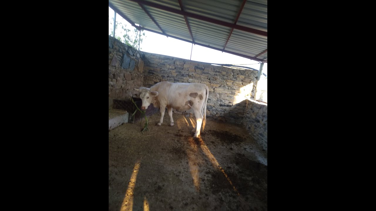Charolais (Şarole) cinsi inek  ka&ccedil; kilo s&uuml;t verir?
