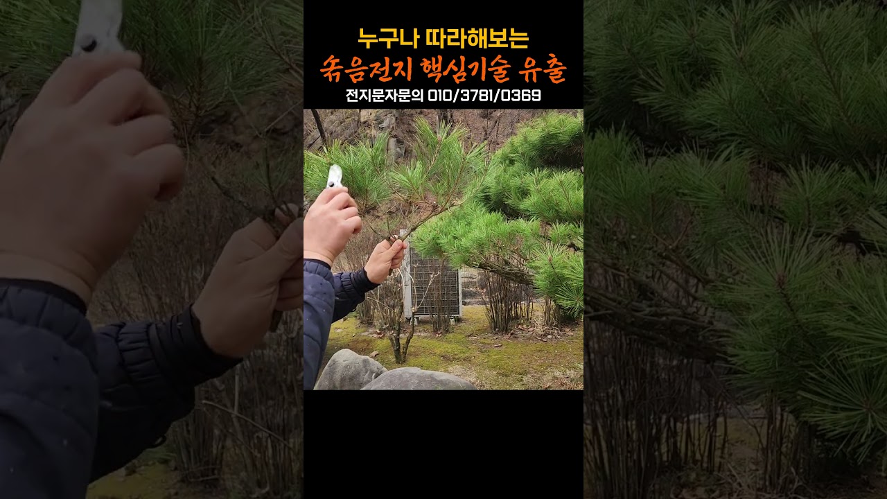 누구나 따라해보는 솎음전지 핵심기술 유출! #가드닝 #gardening #소나무전지