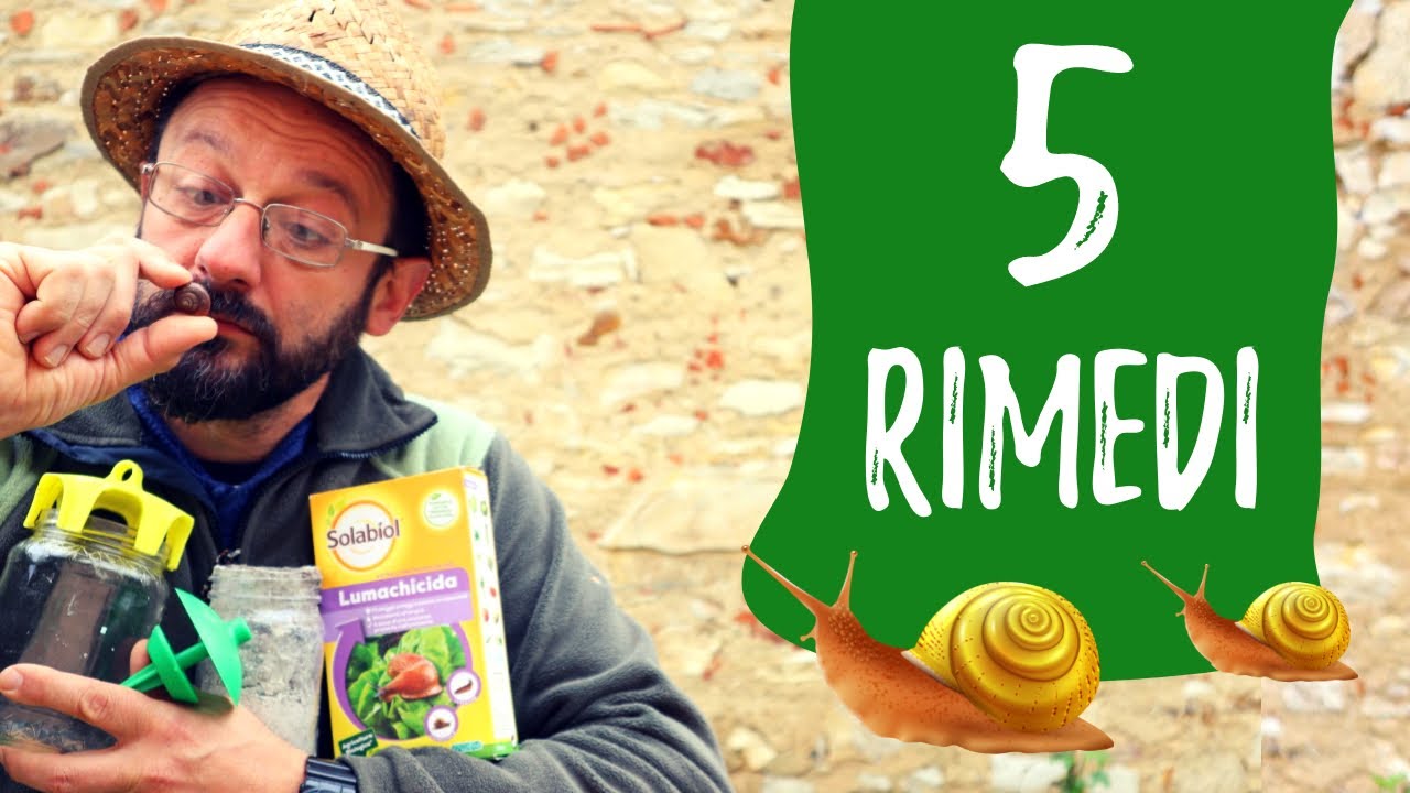 Difendere l'orto dalle LUMACHE: 5 metodi +1
