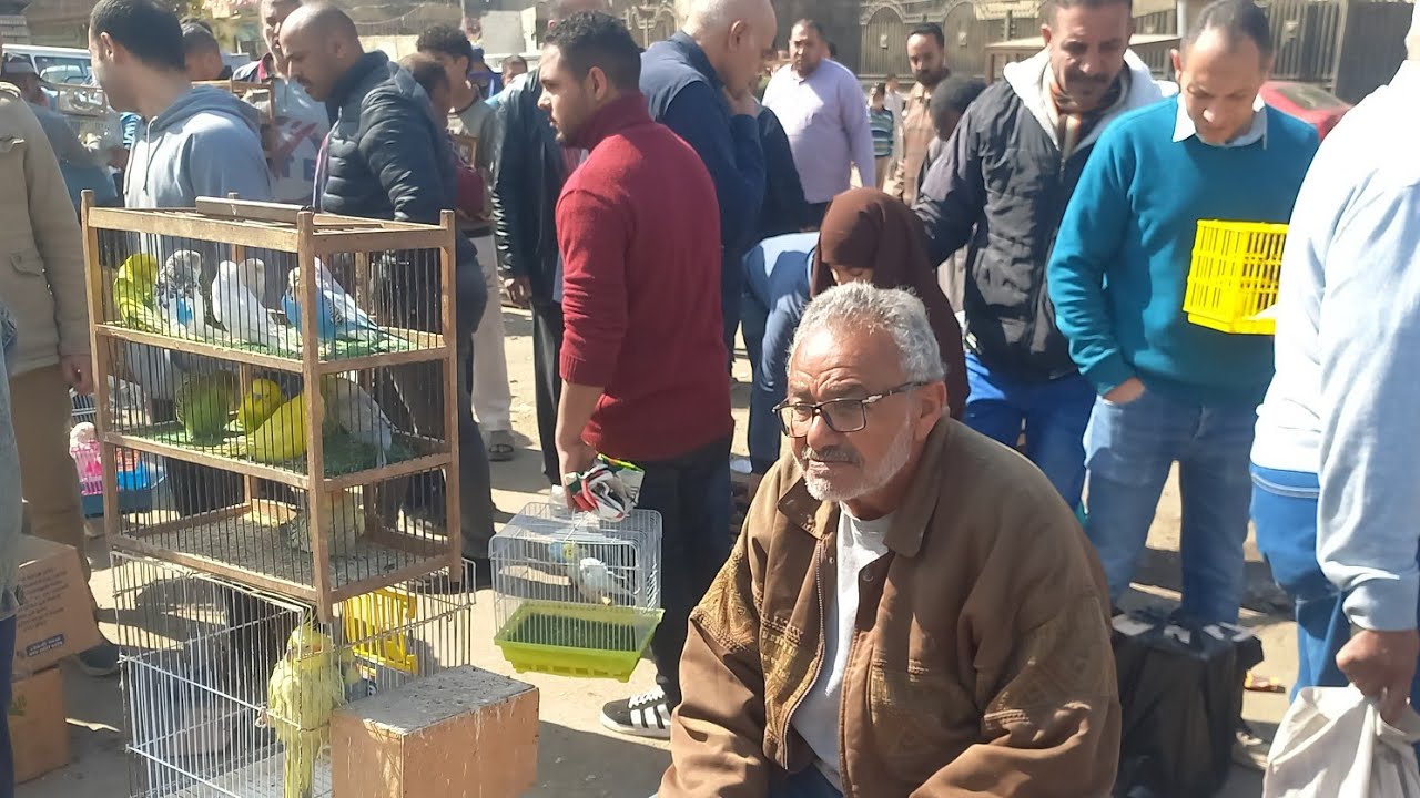 الناس اشترت عصافير ايه وبكام من سوق الأحد اليوم⁉️وأسعار العصافير بأرقام اصحابها💯💚وحصل ايه في السوق⁉️
